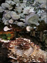 Attēlu rezultāti vaicājumam “Trichaptum biforme”