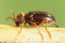 Attēlu rezultāti vaicājumam “Ptinus sp. male”