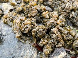 Attēlu rezultāti vaicājumam “Nostoc commune”