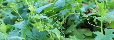 Attēlu rezultāti vaicājumam “Bryonia alba leaf”