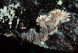 Attēlu rezultāti vaicājumam “Gloiodon strigosus”