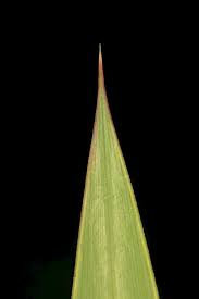 Attēlu rezultāti vaicājumam “Glyceria maxima leaf”