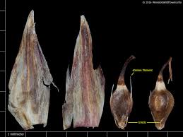 Attēlu rezultāti vaicājumam “Eleocharis quinqueflora flower”