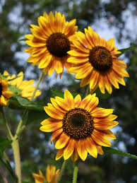 Image result for Helianthus annuus