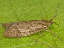 Attēlu rezultāti vaicājumam “Diurnea lipsiella male”