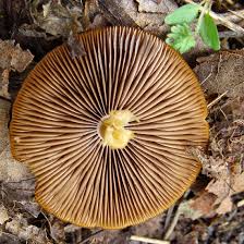 Attēlu rezultāti vaicājumam “Psathyrella pygmaea”