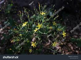 Attēlu rezultāti vaicājumam “Mycelis muralis leaf”