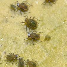 Attēlu rezultāti vaicājumam “Rhopalosiphum oxyacanthae”