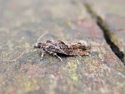 Attēlu rezultāti vaicājumam “Epinotia immundana”