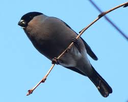 Attēlu rezultāti vaicājumam “Pyrrhula pyrrhula female”