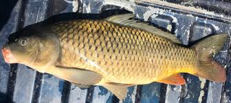 Image result for Cyprinus carpio
