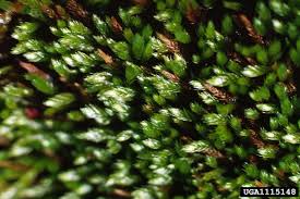 Attēlu rezultāti vaicājumam “Brachythecium”