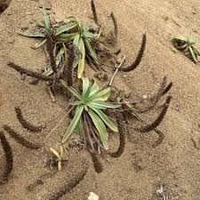 Attēlu rezultāti vaicājumam “Trilophozia quinquedentata”