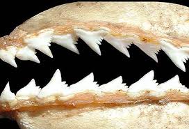 Image result for Galeorhinus galeus