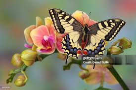 Attēlu rezultāti vaicājumam “Papilio machaon”