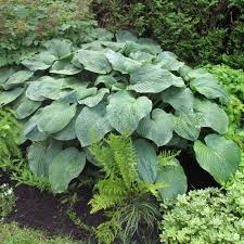 Image result for Hosta sieboldiana 'Elegans'