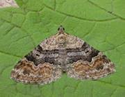 Attēlu rezultāti vaicājumam “Xanthorhoe quadrifasiata”