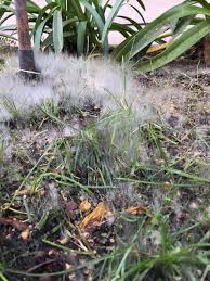 Attēlu rezultāti vaicājumam “Tilachlidium brachiatum”