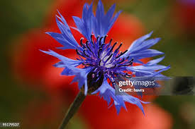 Image result for Scheinmohn