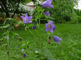 Image result for Campanula trachelium