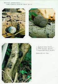 Attēlu rezultāti vaicājumam “Daldinia concentrica”