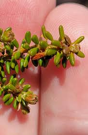 Attēlu rezultāti vaicājumam “Empetraceae”