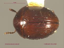 Attēlu rezultāti vaicājumam “Leiodidae”