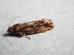 Attēlu rezultāti vaicājumam “Epinotia immundana”