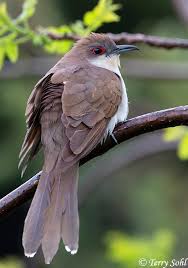 Image result for Coccyzus erythropthalmus