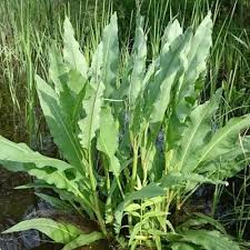 Attēlu rezultāti vaicājumam “Rumex aquaticus fruit”