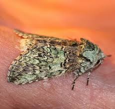 Attēlu rezultāti vaicājumam “Diachea muscorum macro”