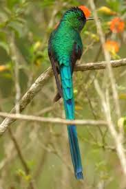 Attēlu rezultāti vaicājumam “Lycogala asperum sessile”