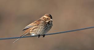 Attēlu rezultāti vaicājumam “Emberiza schoeniclus male”