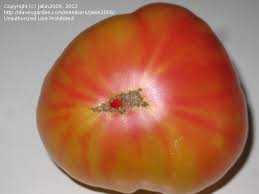 Afbeeldingsresultaat voor northern lights tomato