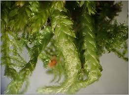 Attēlu rezultāti vaicājumam “Plagiothecium undulatum”