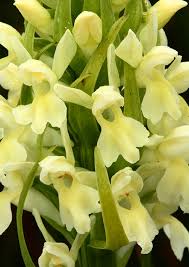 Attēlu rezultāti vaicājumam “Dactylorhiza ochroleuca”