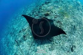 Image result for Mobula alfredi