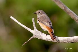 Attēlu rezultāti vaicājumam “Phoenicurus phoenicurus”