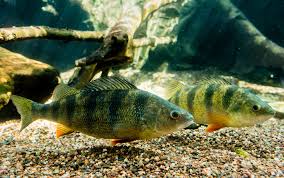 Image result for Perca flavescens