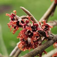 Attēlu rezultāti vaicājumam “Hamamelis vernalis bud”