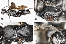 Attēlu rezultāti vaicājumam “Platydictya jungermannioides macro”