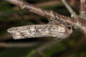 Attēlu rezultāti vaicājumam “Lithomoia solidaginis”