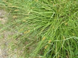 Attēlu rezultāti vaicājumam “Carex spicata”