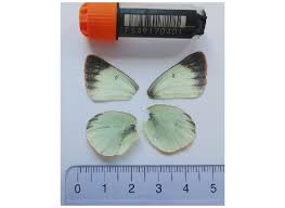 Attēlu rezultāti vaicājumam “Colias palaeno”