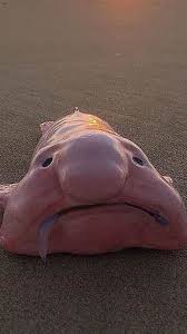Image result for blobfish