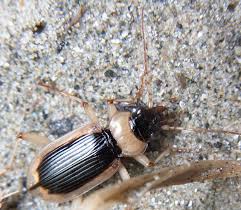 Attēlu rezultāti vaicājumam “Nebria livida”