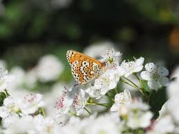 Attēlu rezultāti vaicājumam “Melitaea cinxia”