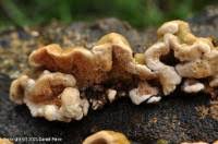 Attēlu rezultāti vaicājumam “Steccherinum bourdotii”