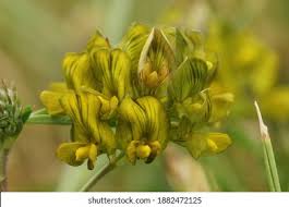 Attēlu rezultāti vaicājumam “Medicago x varia  leaf”