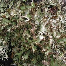 Attēlu rezultāti vaicājumam “Platismatia glauca”